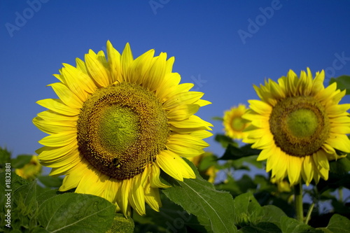 sunflowers