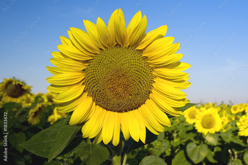Fototapeta premium field of sunflowers