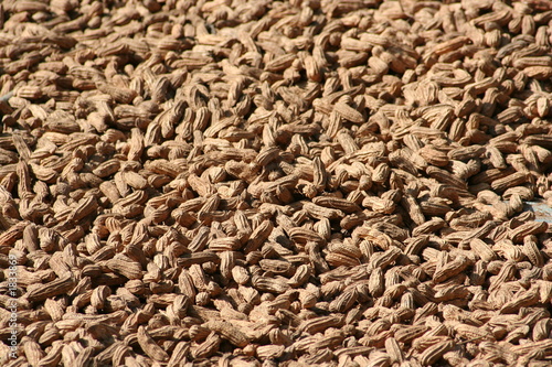 peanut texture