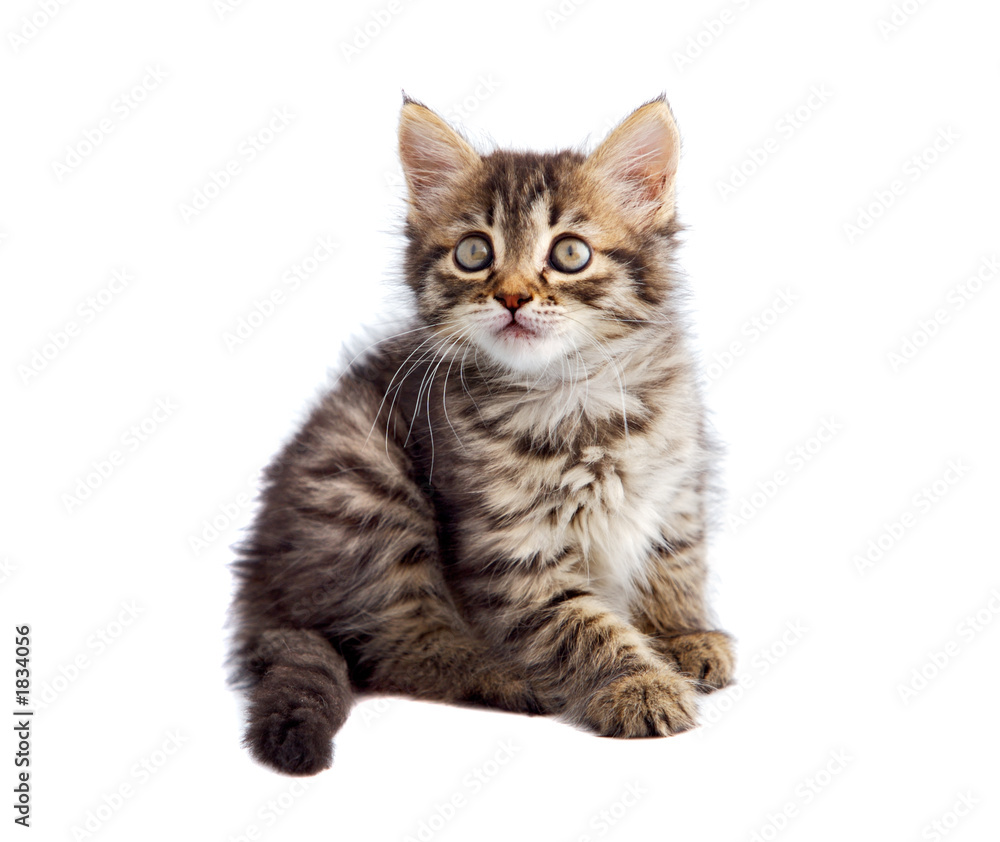 Fototapeta premium adorable cat