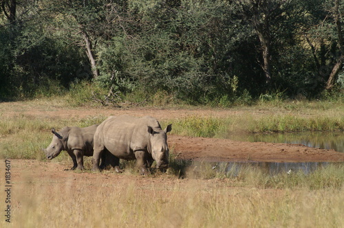 white rhinoceros