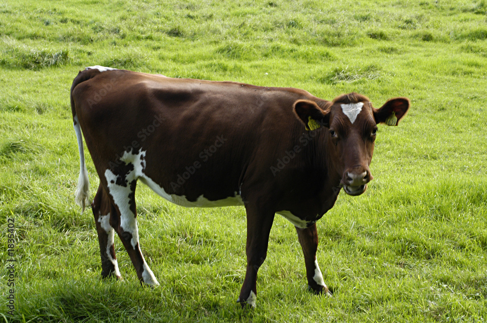 cow at the grassland cow at the grassland