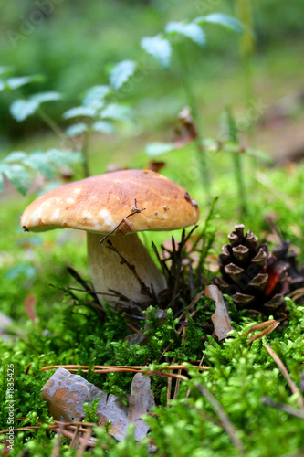 mushroom with cone on the moss
