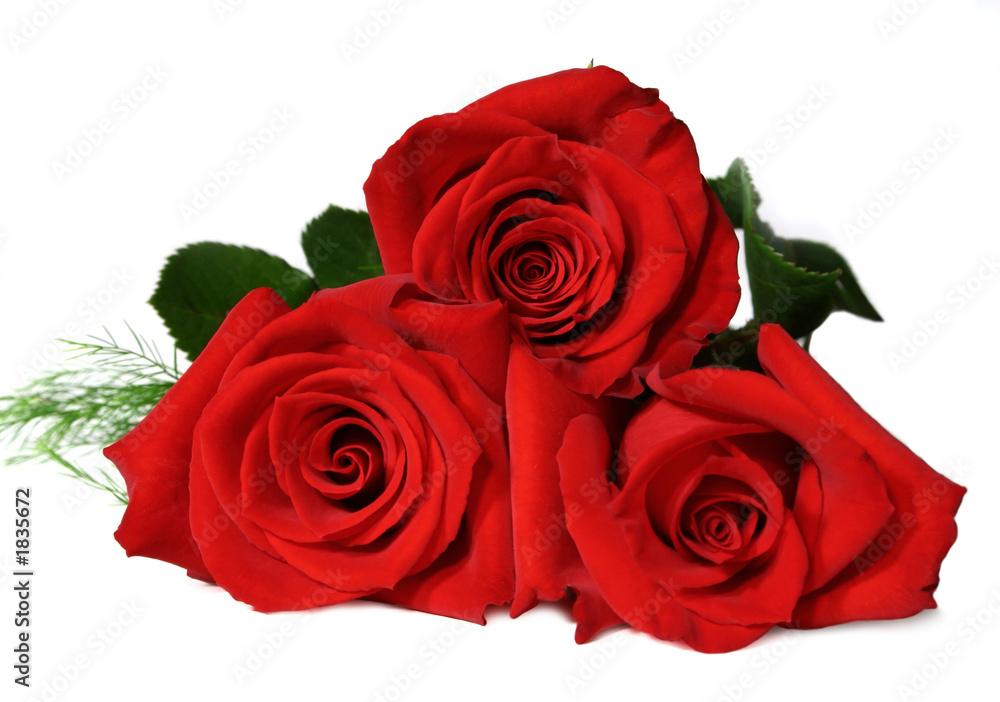 red roses