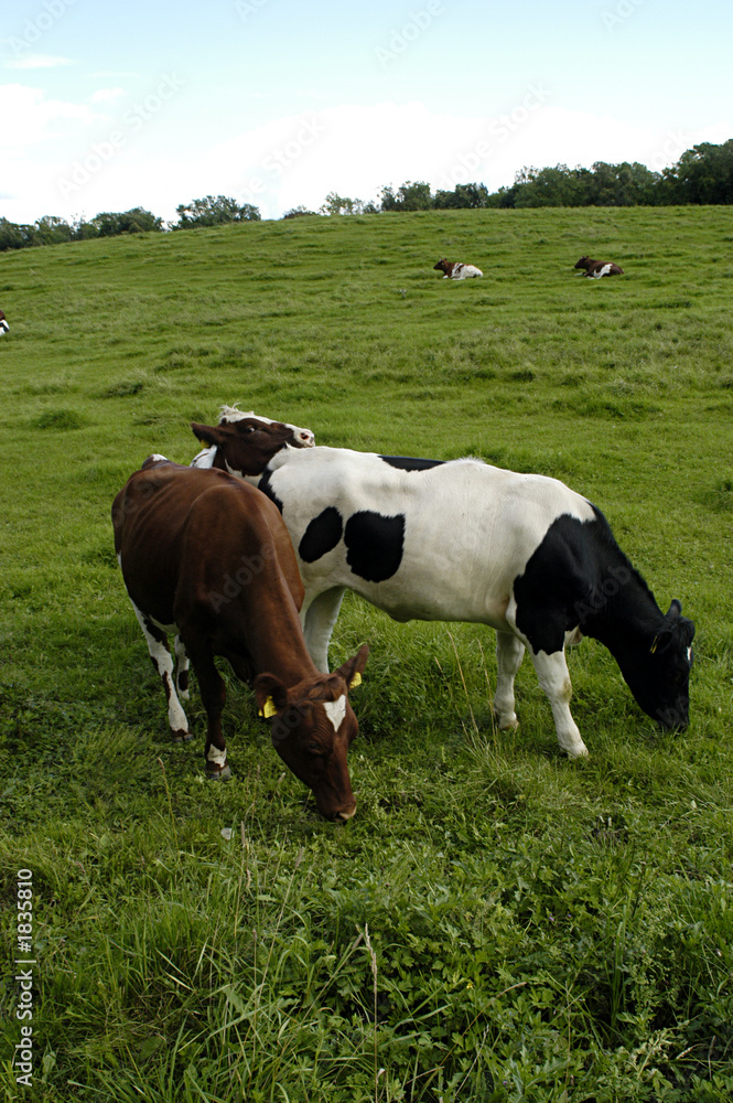 cow at the grassland