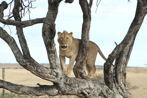 treeclimbing lion