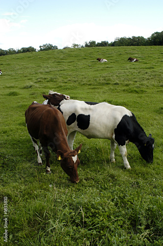 cow at the grassland