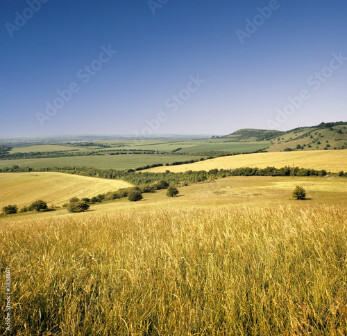 view across cornfield agricultural landscape © david hughes