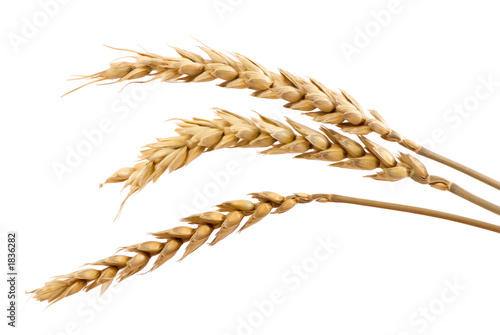 three stands of wheat