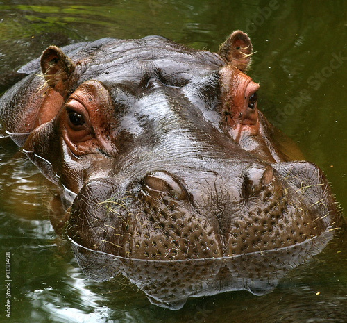 hippo reflections. photo