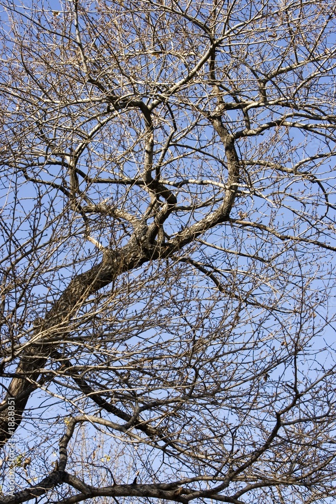 tree branches tree branches