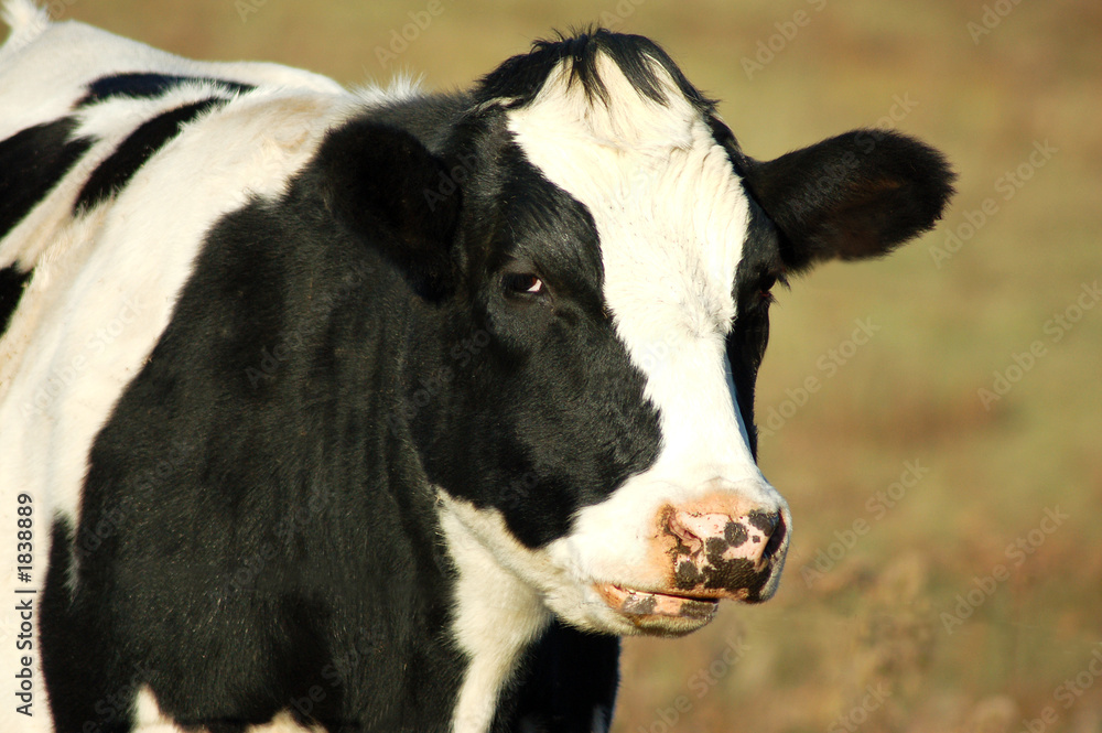 black and white bull cow