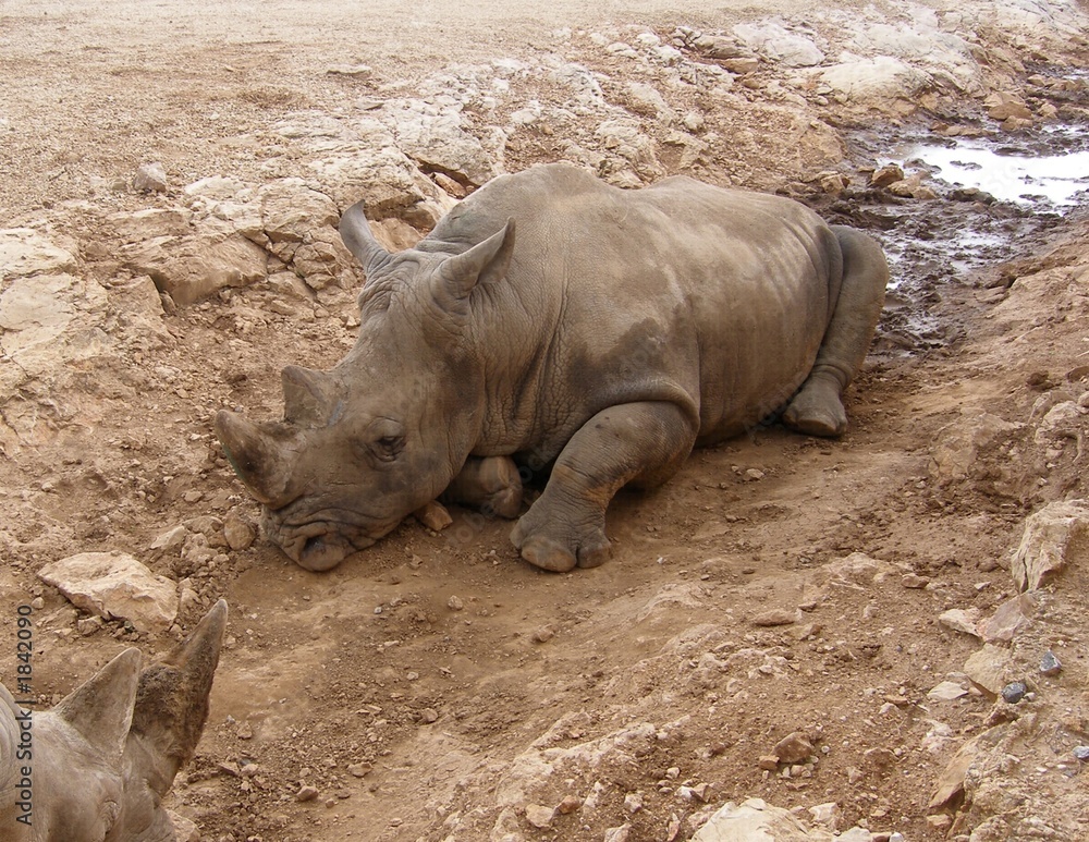 Obraz premium hippopotame