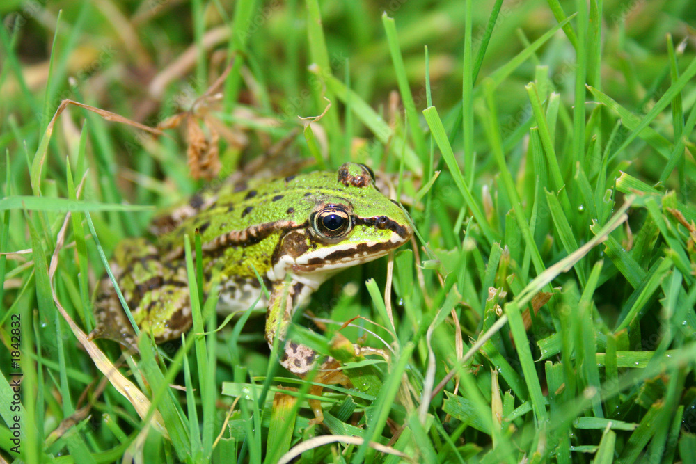 green frog green frog