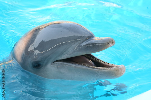 bottlenosed dolphin
