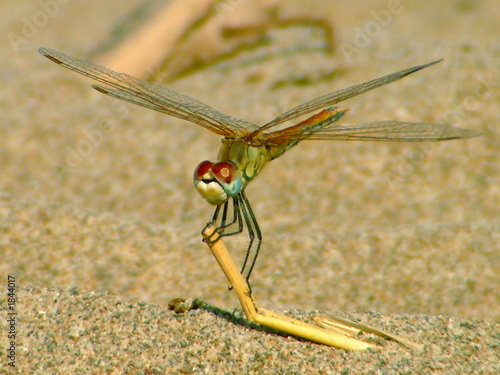 libellula photo