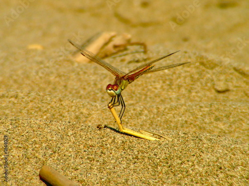 libellula photo