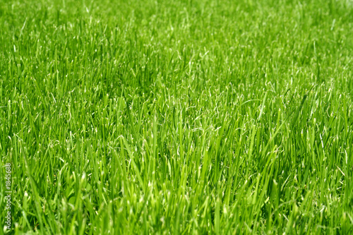 very green grass