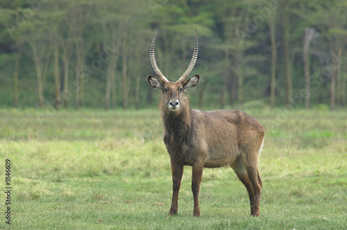 male defassa waterbuck