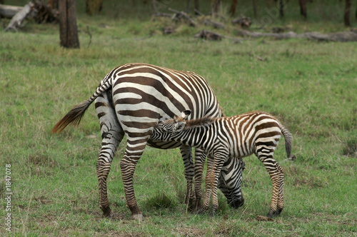 drinking burchell zebra
