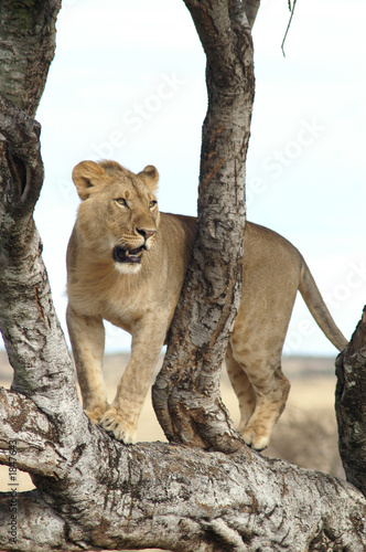 treeclimbing lion