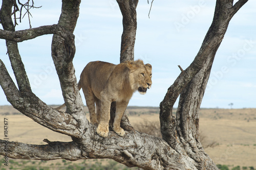 treeclimbing lion