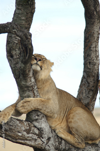 sleeping in a tree