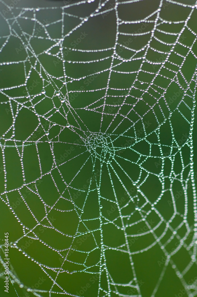 detail of dew on spiders web