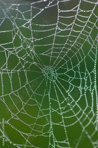 detail of dew on spiders web