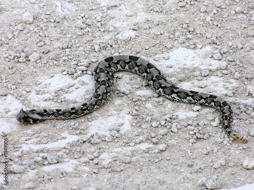 serpent