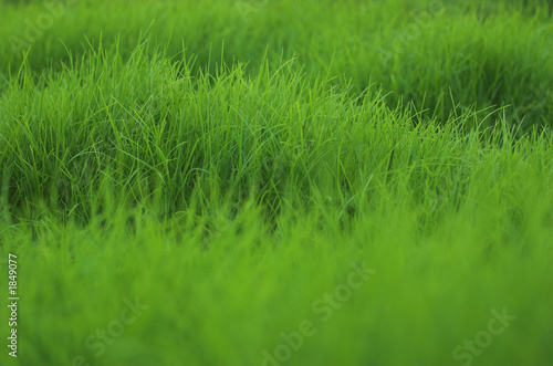 grasscape 5
