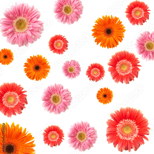 Fototapeta Naklejka Na Ścianę i Meble -  colorful flowers