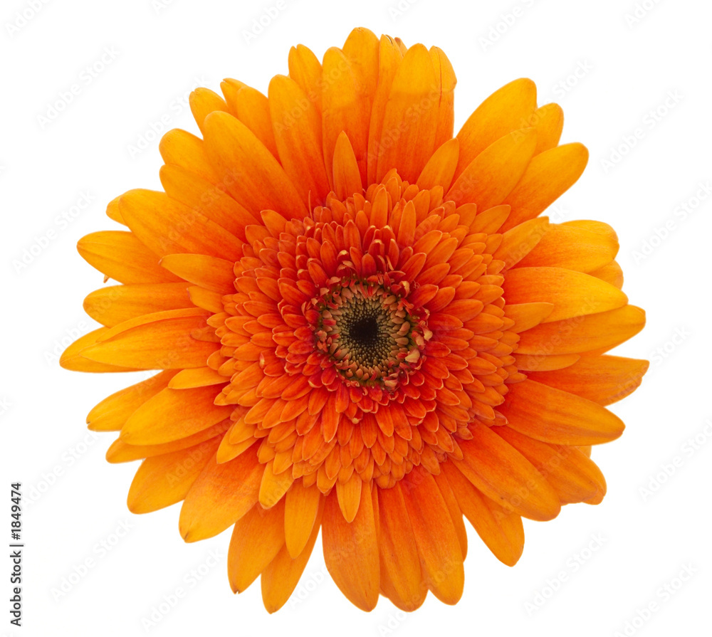 orange daisy flower