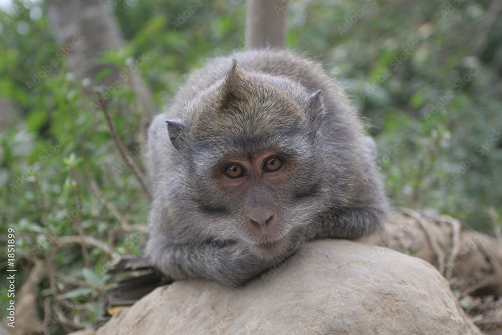 rhesus monkey