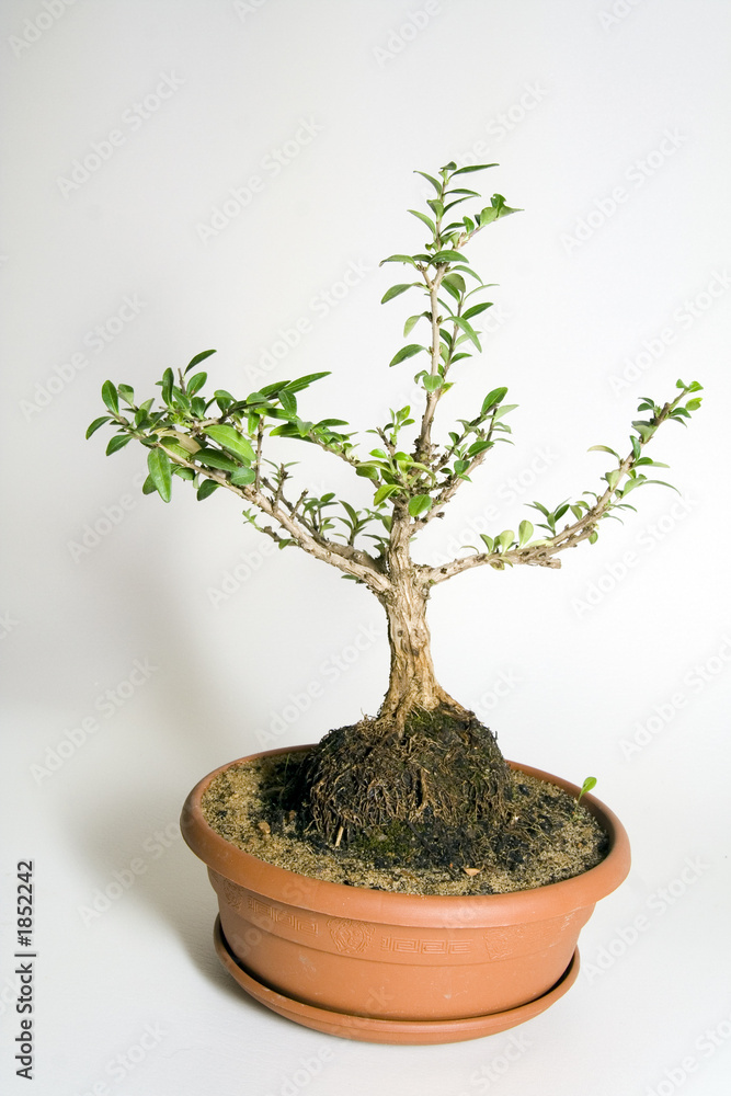 bonsai honeysuckle bonsai honeysuckle