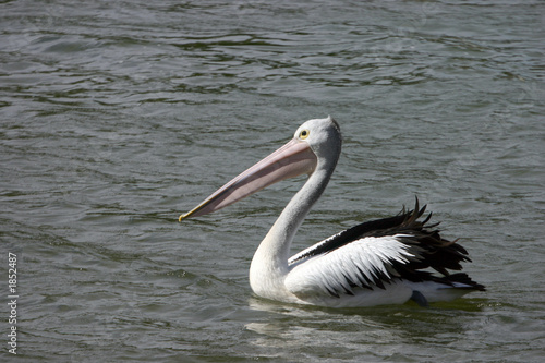 australian pelicans (pelecanus conspicillatus)