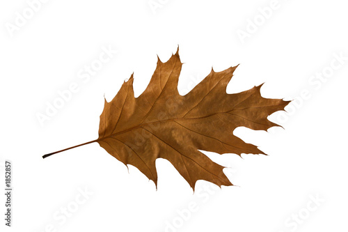 dry oak leaf.