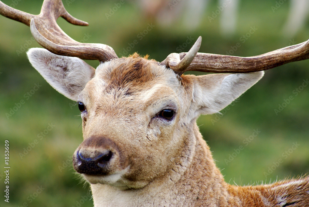 cerf cerf