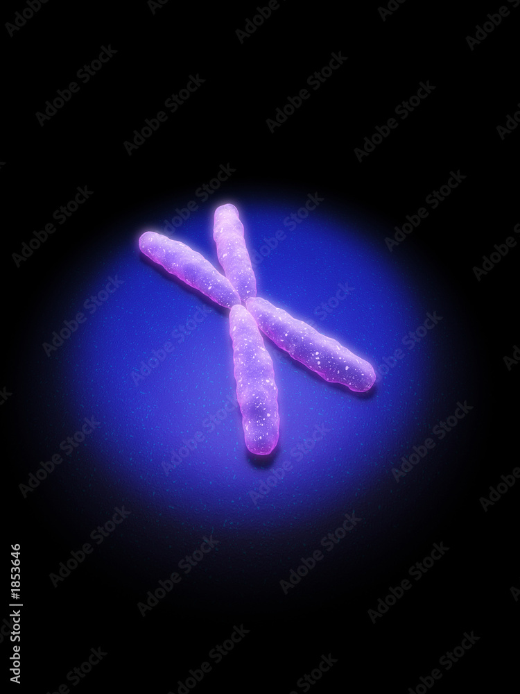 x-chromosom x-chromosom
