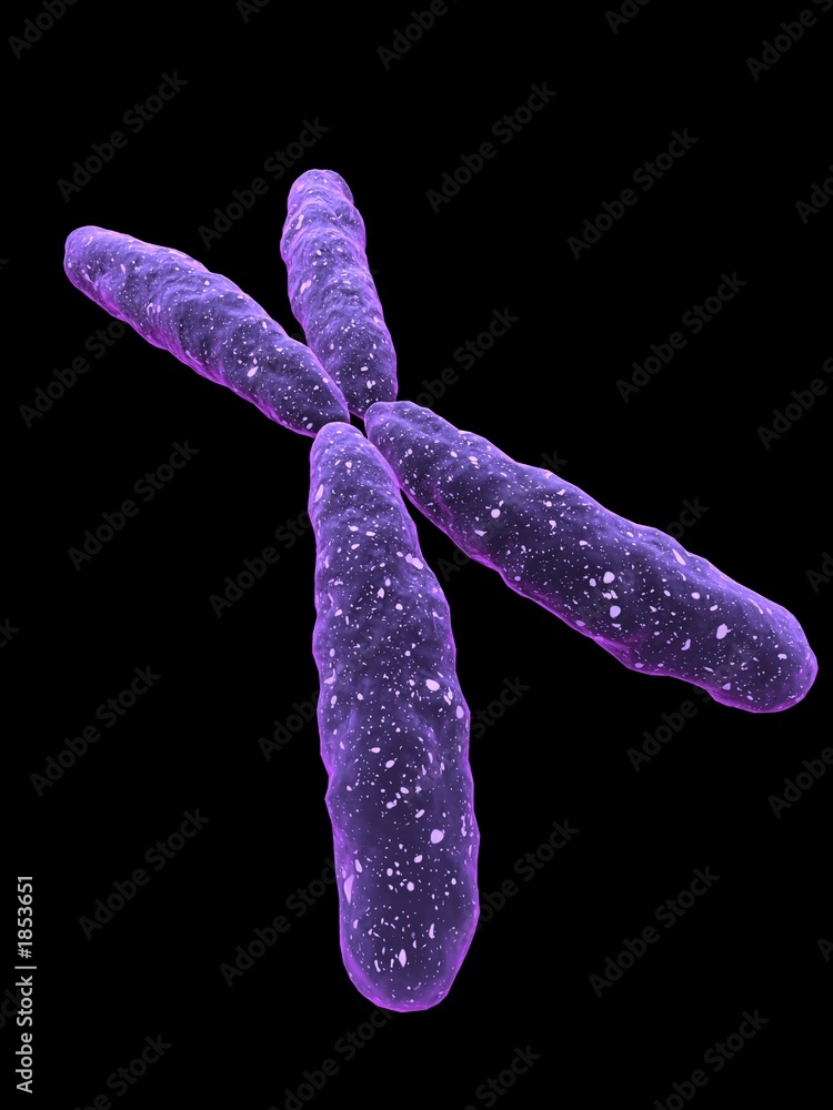 x-chromosom x-chromosom