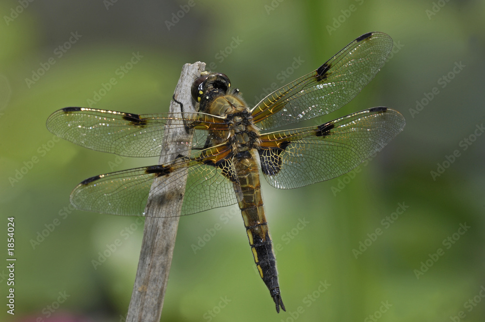 libelle
