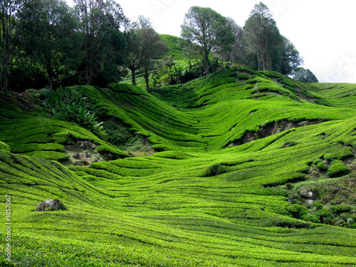 tea plantation, malaysia