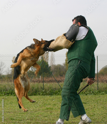 entrainement de chien policier