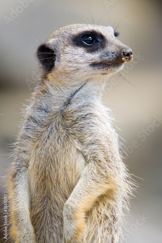 meerkat closeup © Paul Ellis