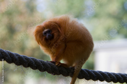 golden lion tamarin photo