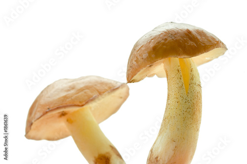 two wild mushroom