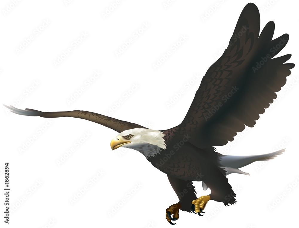 Obraz premium bald eagle