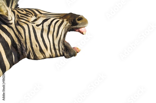 zebra yawn isolated