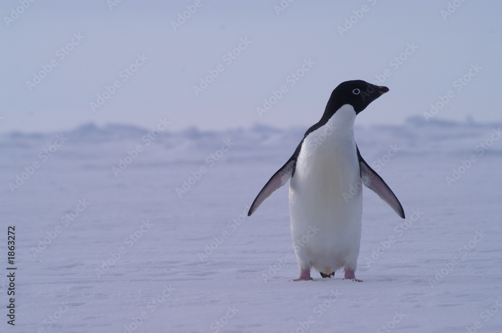 Naklejka premium adelie penguin