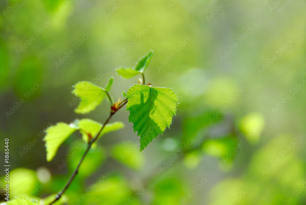 Fototapeta premium spring green leaves